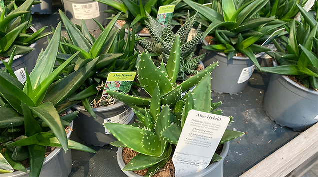 peat-free houseplants